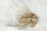 Kettneraspis Trilobite - Black Cat Mountain, Oklahoma #170290-5